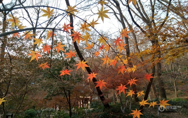 深秋，南京栖霞风景区，满山红遍，动人的成片枫树景色图片 第5张