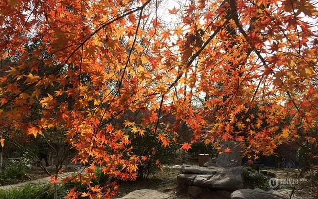 深秋，南京栖霞风景区，满山红遍，动人的成片枫树景色图片 第3张