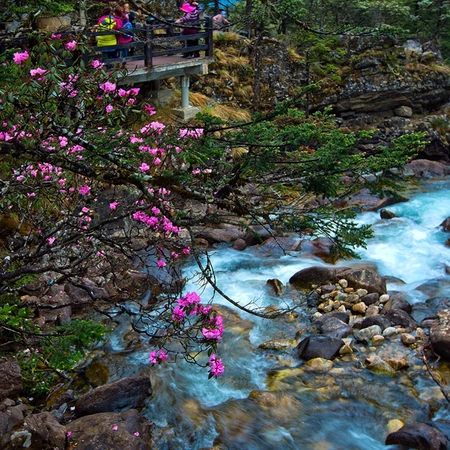 醉人的山水，康定情歌(木格措)风景区山水，树木景色图片