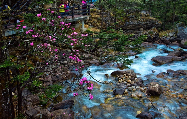 醉人的山水，康定情歌(木格措)风景区山水，树木景色图片