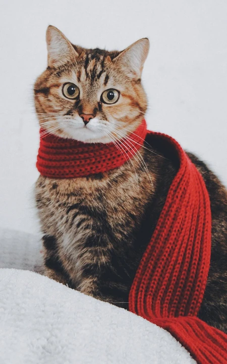 围着红色围巾的可爱虎斑猫高清摄影手机壁纸图片
