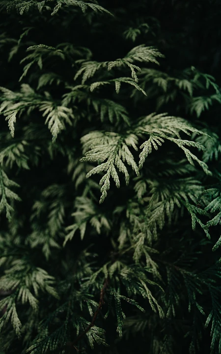 绿色植物 枝叶 自然唯美高清手机壁纸图片