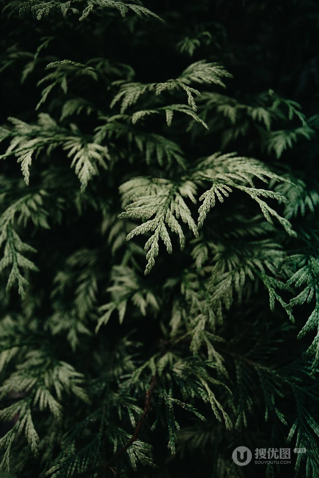 绿色植物 枝叶 自然唯美高清手机壁纸图片