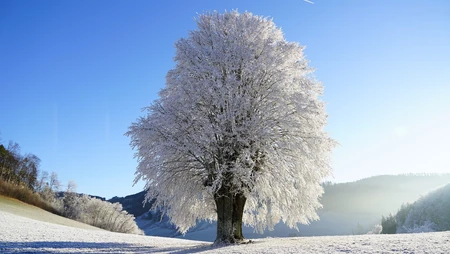 寒冷的冬 银装素裹 大雪 一棵树 冰晶唯美高清雪景壁纸图片
