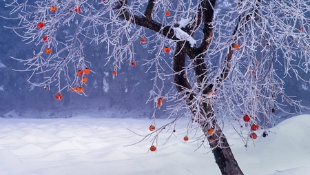 大雪 柿子树 被大雪覆盖的干煸柿子树唯美高清雪景壁纸图片
