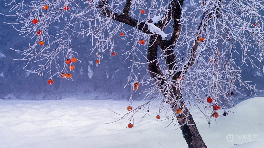 大雪 柿子树 被大雪覆盖的干煸柿子树唯美高清雪景壁纸图片