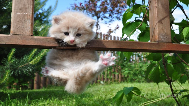 草地上，可爱的萌宠小猫咪幼崽唯美图片 第7张