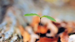 嫩芽 嫩叶 绿叶 小清新 刚发芽的绿色植物唯美背景壁纸图片