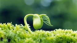 嫩芽 嫩叶 绿叶 小清新 刚发芽的绿色植物唯美背景壁纸图片