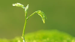 嫩芽 嫩叶 绿叶 小清新 刚发芽的绿色植物唯美背景壁纸图片