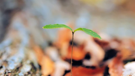 嫩芽 嫩叶 绿叶 小清新 刚发芽的绿色植物唯美背景壁纸图片