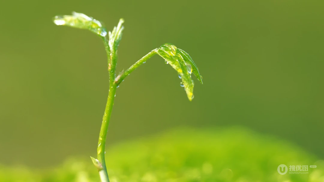 嫩芽 嫩叶 绿叶 小清新 刚发芽的绿色植物唯美背景壁纸图片