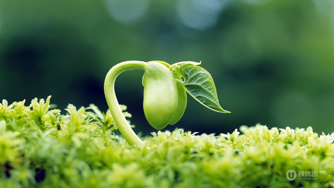 嫩芽 嫩叶 绿叶 小清新 刚发芽的绿色植物唯美背景壁纸图片
