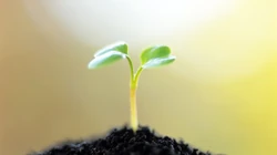嫩芽 嫩叶 绿叶 小清新 刚发芽的绿色植物唯美背景壁纸图片
