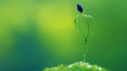 嫩芽 嫩叶 绿叶 小清新 刚发芽的绿色植物唯美背景壁纸图片