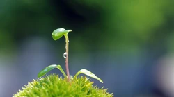 嫩芽 嫩叶 绿叶 小清新 刚发芽的绿色植物唯美背景壁纸图片