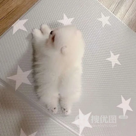 可爱呆萌宠物头像，小猫咪，小狗狗等可爱动物萌宠QQ头像图片