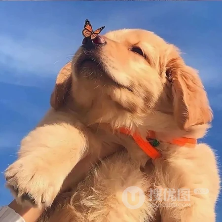 可爱呆萌宠物头像，小猫咪，小狗狗等可爱动物萌宠QQ头像图片