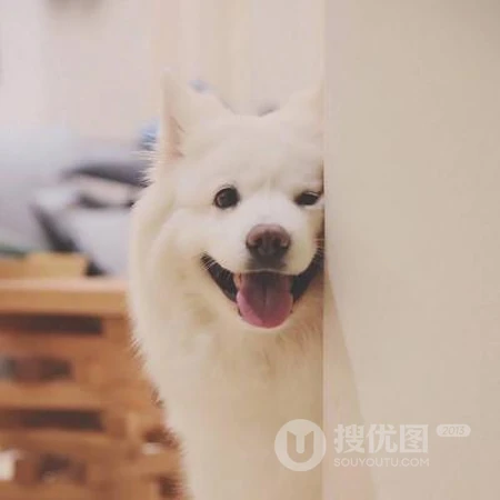 可爱呆萌宠物头像，小猫咪，小狗狗等可爱动物萌宠QQ头像图片