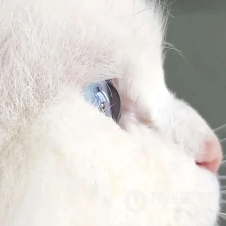 可爱呆萌宠物头像，小猫咪，小狗狗等可爱动物萌宠QQ头像图片