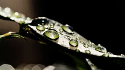 水滴 露珠 绿叶 高清微距植物叶子壁纸图片