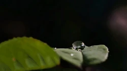 水滴 露珠 绿叶 高清微距植物叶子壁纸图片