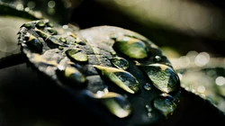 水滴 露珠 绿叶 高清微距植物叶子壁纸图片