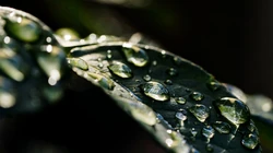 水滴 露珠 绿叶 高清微距植物叶子壁纸图片