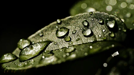 水滴 露珠 绿叶 高清微距植物叶子壁纸图片