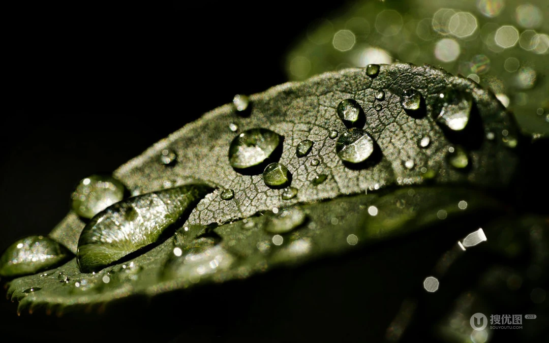 水滴 露珠 绿叶 高清微距植物叶子壁纸图片