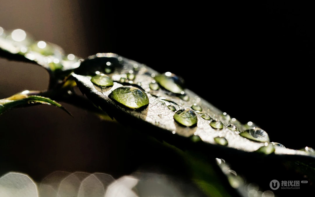 水滴 露珠 绿叶 高清微距植物叶子壁纸图片