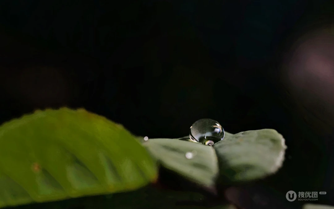 水滴 露珠 绿叶 高清微距植物叶子壁纸图片