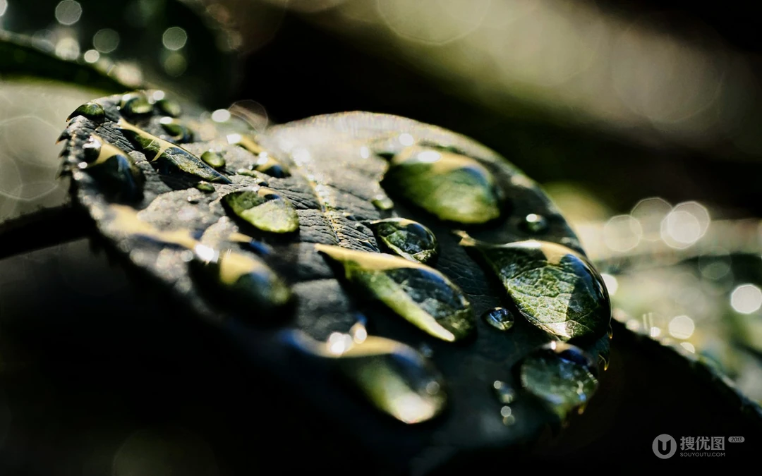 水滴 露珠 绿叶 高清微距植物叶子壁纸图片