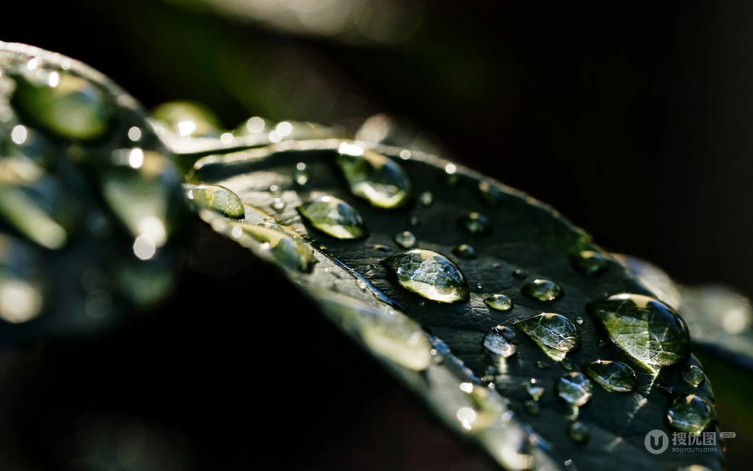 水滴 露珠 绿叶 高清微距植物叶子壁纸图片