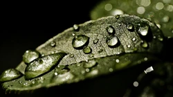 水滴 露珠 绿叶 高清微距植物叶子壁纸图片
