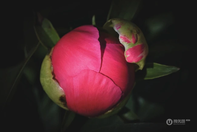 国花牡丹，花开富贵，红的，白的，粉的牡丹花高清摄影图片