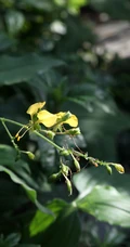 开着黄色小花的鸭跖草高清图片