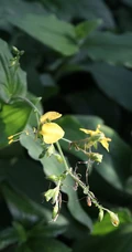 开着黄色小花的鸭跖草高清图片