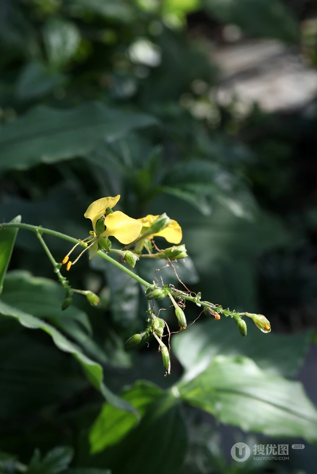 开着黄色小花的鸭跖草高清图片