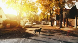 可爱的宠物狗狗室外摄影高清壁纸