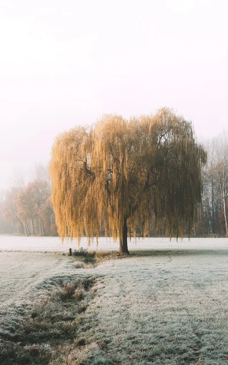 霜雪满天的平原上的一棵树高清手机壁纸