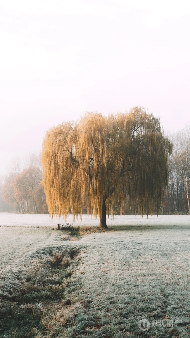 霜雪满天的平原上的一棵树高清手机壁纸