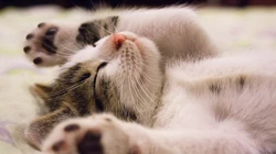憨态可掬的萌猫咪可爱桌面壁纸
