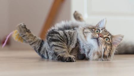 憨态可掬的萌猫咪可爱桌面壁纸