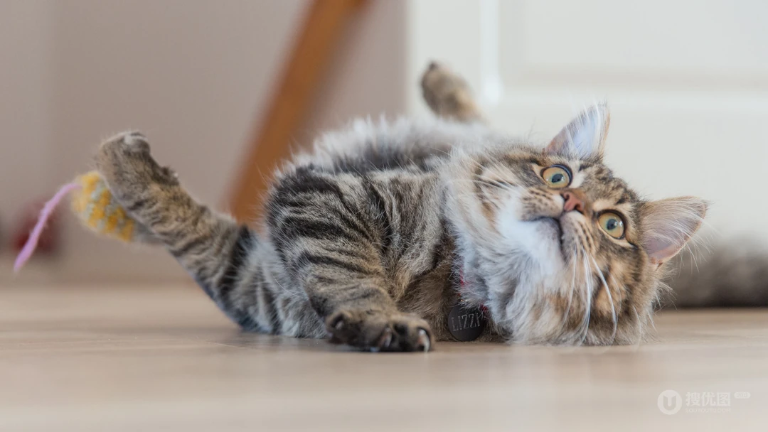 憨态可掬的萌猫咪可爱桌面壁纸