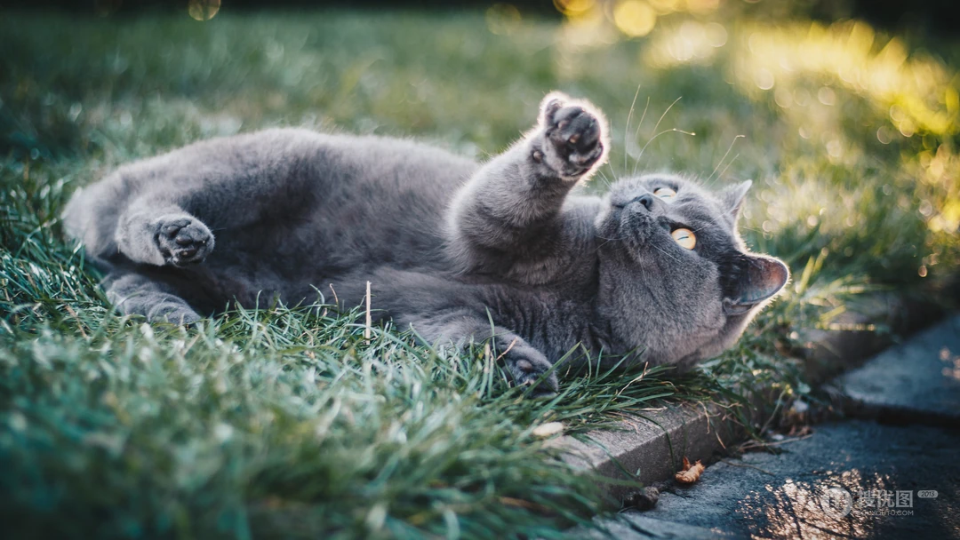 憨态可掬的萌猫咪可爱桌面壁纸