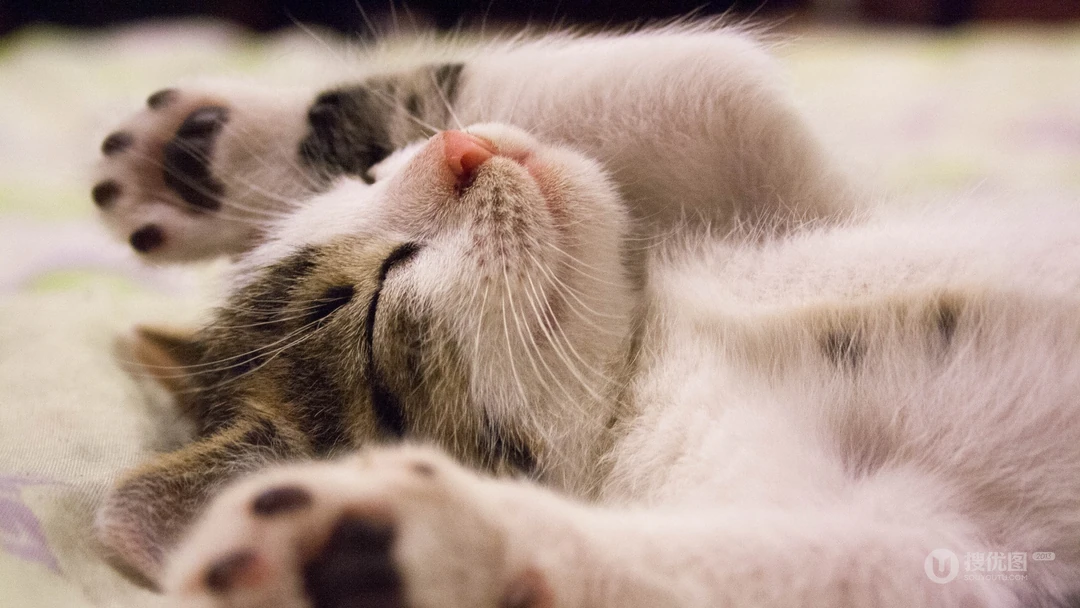 憨态可掬的萌猫咪可爱桌面壁纸