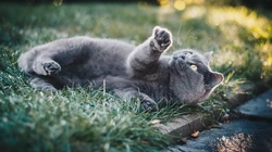 憨态可掬的萌猫咪可爱桌面壁纸