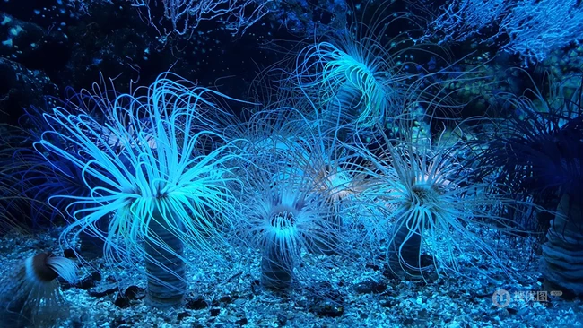 多姿多彩的海底世界中不同颜色的珊瑚背景图片