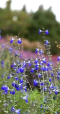 山花浪漫，开着蓝色小花的柳叶鼠尾草图片